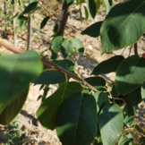 Krentenboom op stam  -  Amelanchier lamarckii