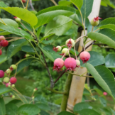 Krentenboom op stam  -  Amelanchier lamarckii