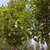 Sierpeer - Pyrus calleryana Chanticleer