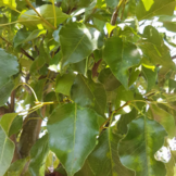 Sierpeer - Pyrus calleryana Chanticleer