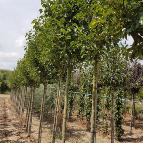 Sierpeer - Pyrus calleryana Chanticleer