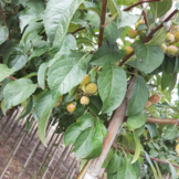 Sierappel - Malus evereste