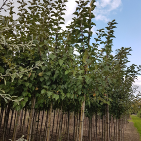 Sierappel - Malus evereste