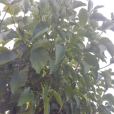 Beverboom - Magnolia kobus