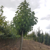 Beverboom - Magnolia kobus