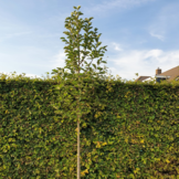 Beverboom - Magnolia kobus