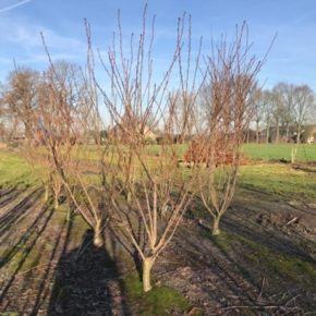 Japanse Sierkers - Prunus Serrulata Kanzan