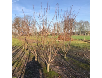 Japanse Sierkers - Prunus Serrulata Kanzan