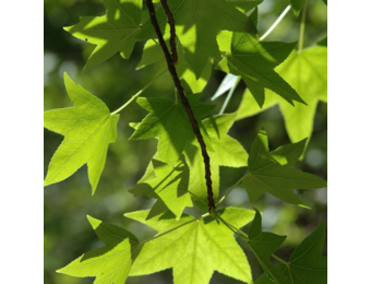 Meerstammige amberboom - Liquidambar styraciflua