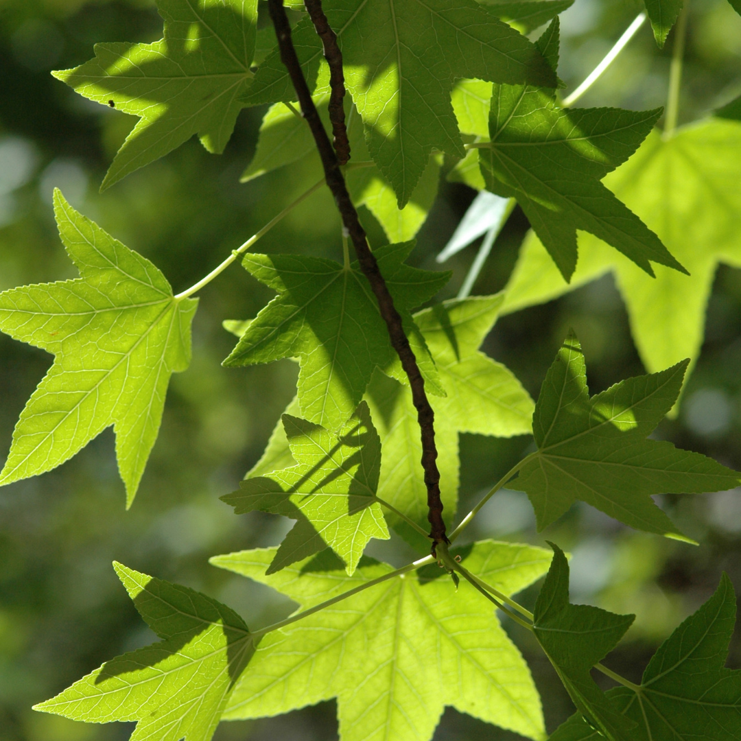 Meerstammige amberboom - Liquidambar styraciflua
