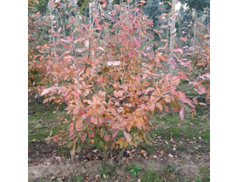 Krentenboom - Amelanchier lamarckii - meerstammig