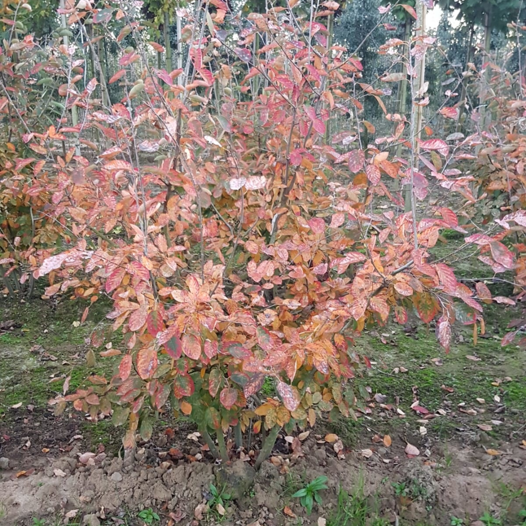 Krentenboom - Amelanchier lamarckii - meerstammig