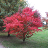 Japanse esdoorn - Acer palmatum
