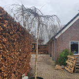 Treurberk - Betula pendula Youngii