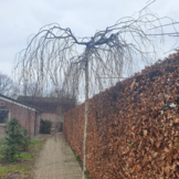 Treurberk - Betula pendula Youngii