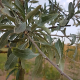 Treursierpeer - Pyrus salicifolia Pendula