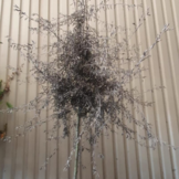 Treursierpeer - Pyrus salicifolia Pendula