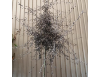 Treursierpeer - Pyrus salicifolia Pendula