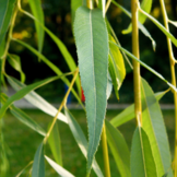 Treurwilg - Salix sepulcralis Chrysocoma