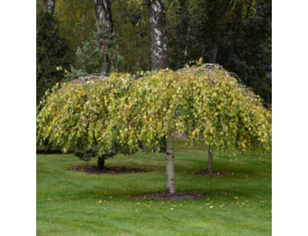 Treurberk - Betula pendula Youngii