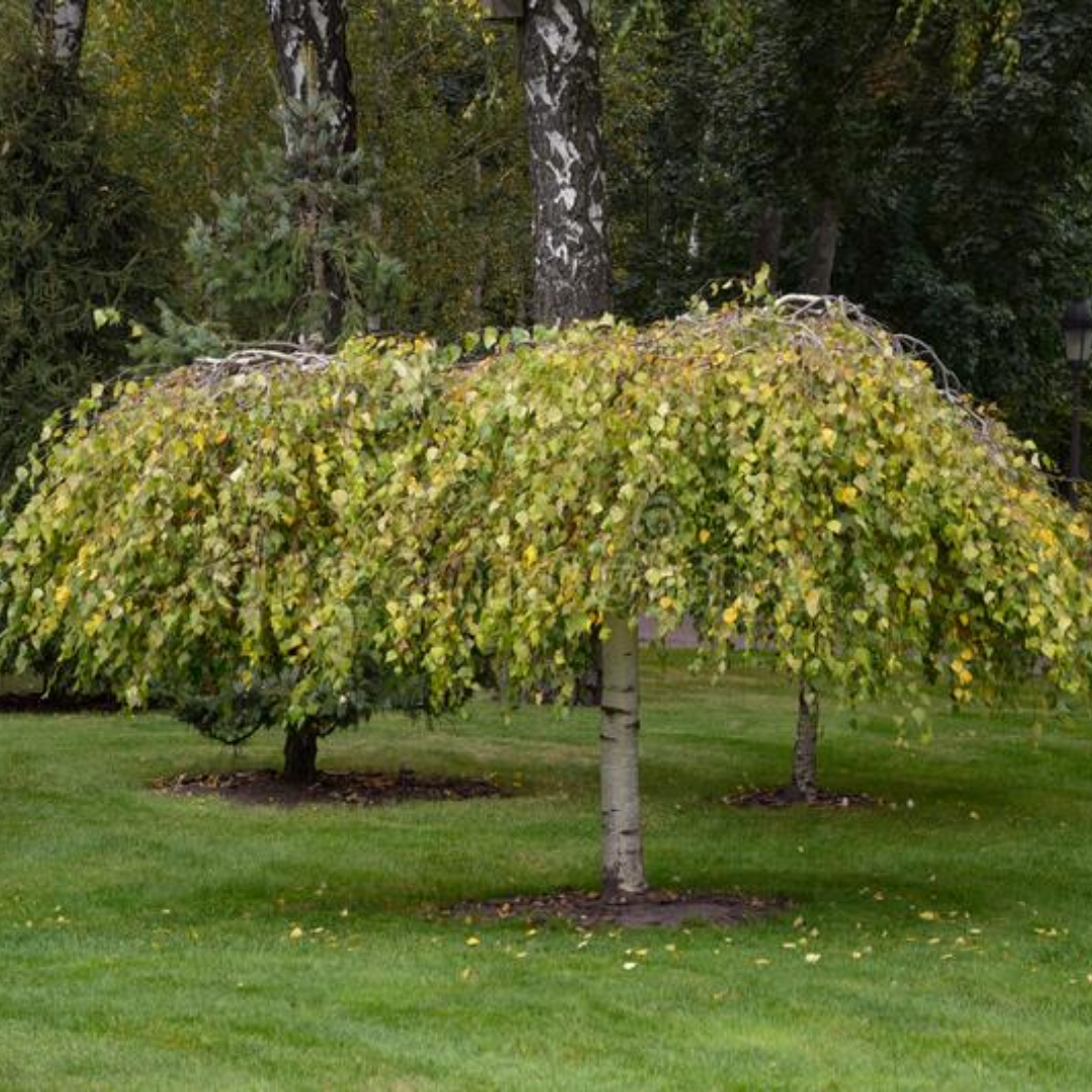 Treurberk - Betula pendula Youngii
