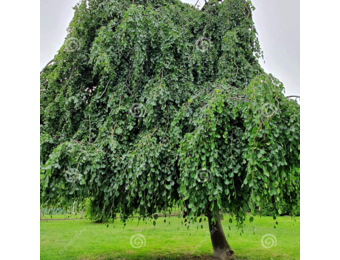 Groene treurbeuk - Fagus syl. Pendula