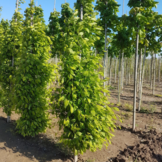 Zuilhaagbeuk - Carpinus betulus Fastigiata