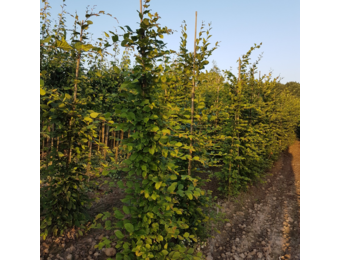 Zuilhaagbeuk - Carpinus betulus Fastigiata