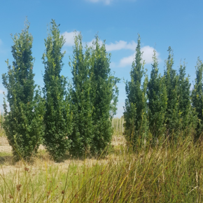 Zuileik - Quercus robur Fastigiate Koster