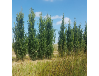 Zuileik - Quercus robur Fastigiate Koster
