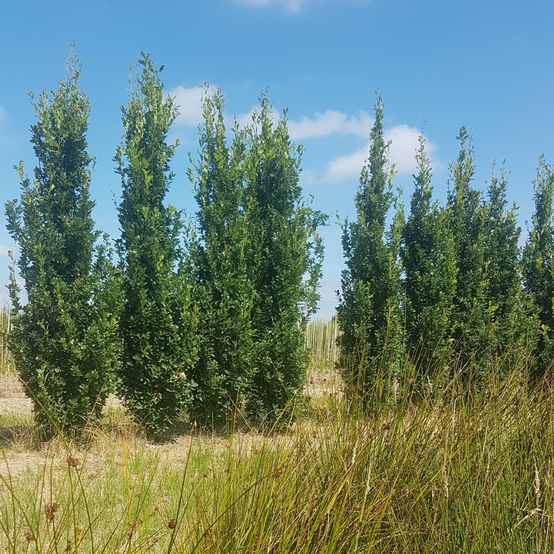 Zuileik - Quercus robur Fastigiate Koster