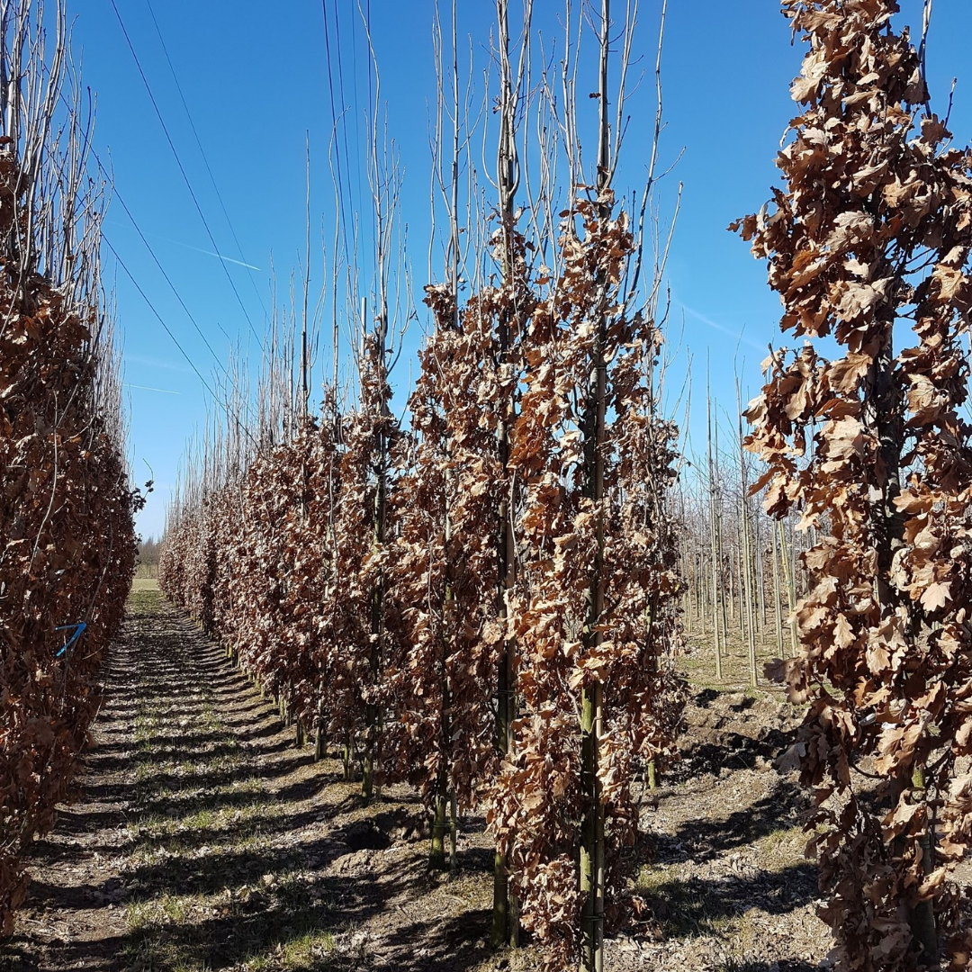 Zuileik - Quercus robur Fastigiata Koster