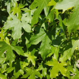 Zuilamberboom - Liquidambar styraciflua