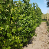 Zuilamberboom - Liquidambar styraciflua