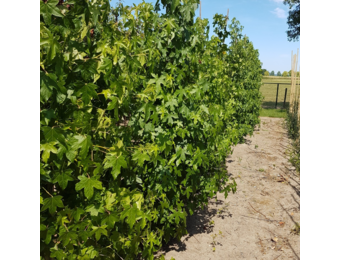 Zuilamberboom - Liquidambar styraciflua