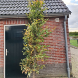 Groene Beuk - Fagus sylvatica