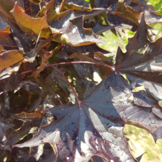 Noorse esdoorn - Acer platanoides ‘Crimson sentry’