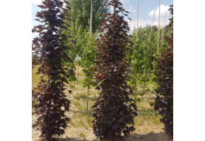 Noorse esdoorn - Acer platanoides ‘Crimson sentry’