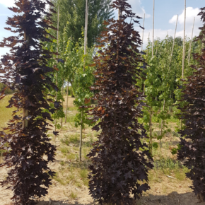 Noorse esdoorn - Acer platanoides ‘Crimson sentry’