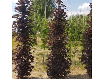 Noorse esdoorn - Acer platanoides ‘Crimson sentry’