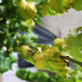 Goudiep - Ulmus hollandica Wredei