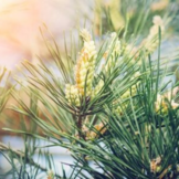 Grove den - Pinus sylvestris