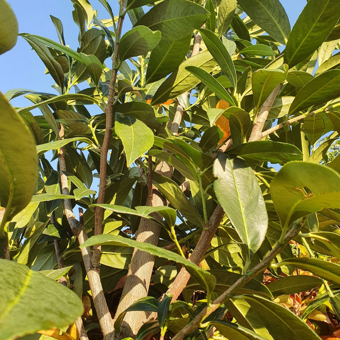 Laurierkers hoogstam  - Prunus laurocerasus Caucasica