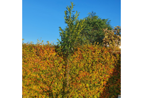 Laurierboom - Prunus laurocerasus Caucasica