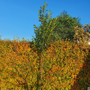Laurierkers hoogstam  - Prunus laurocerasus Caucasica