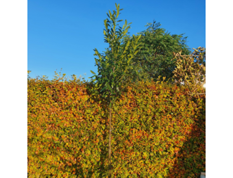 Laurierkers hoogstam  - Prunus laurocerasus Caucasica