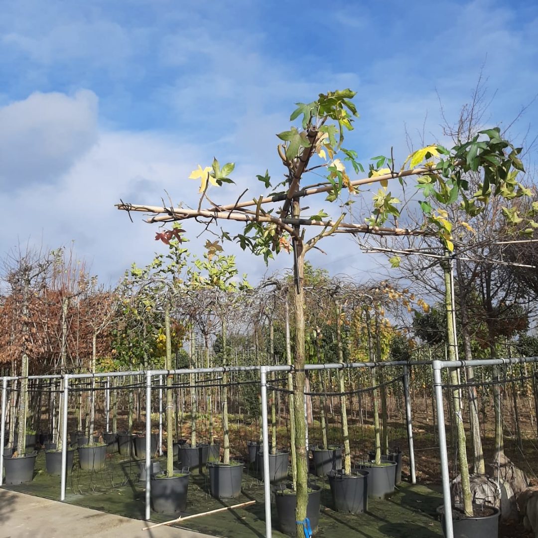 Dak amberboom - Liquidambar styraciflua