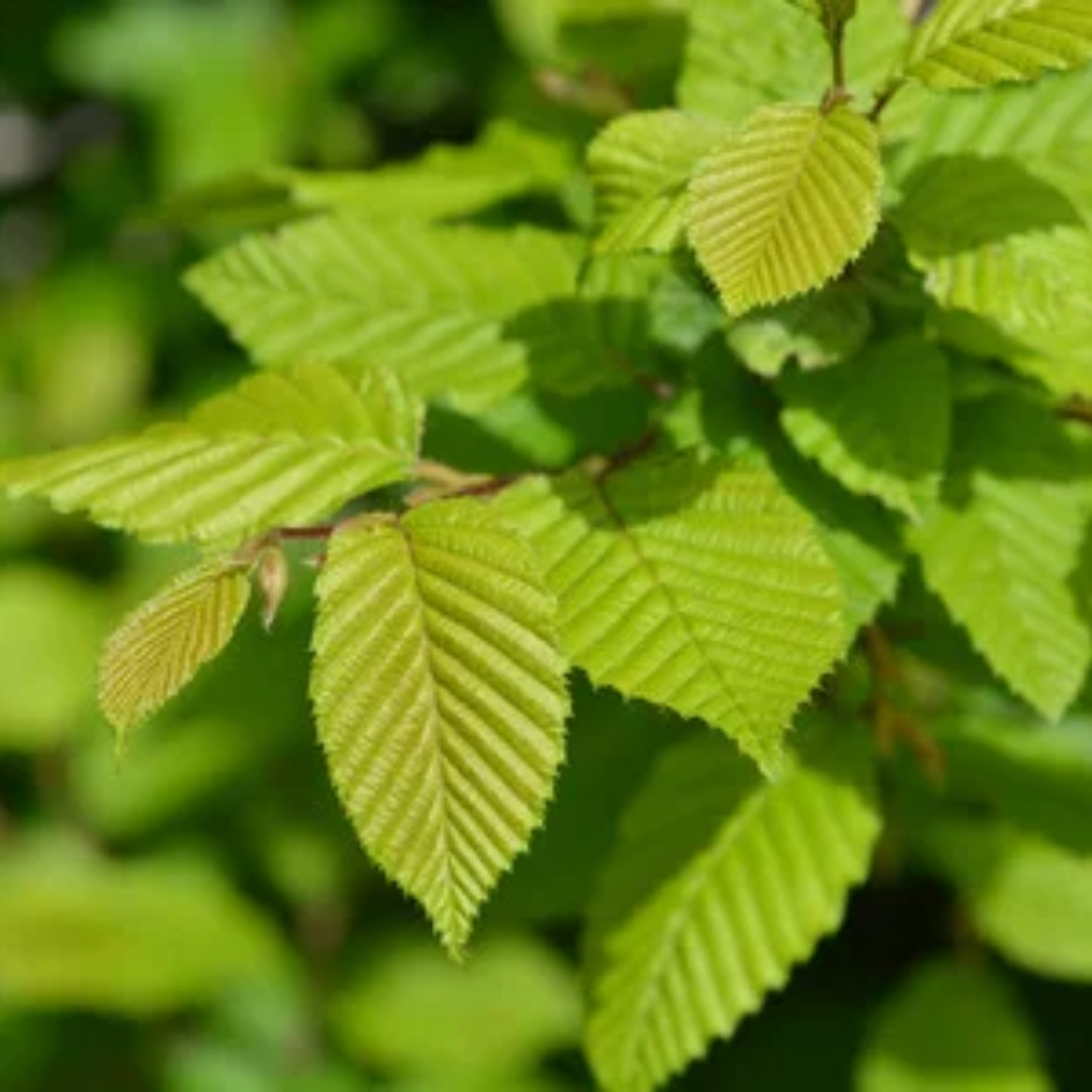 Dakhaagbeuk - Carpinus betulus