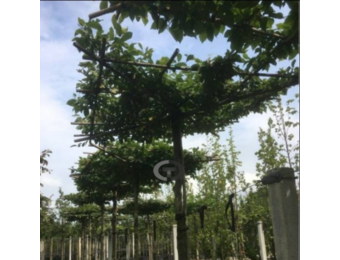 Dakhaagbeuk - Carpinus betulus