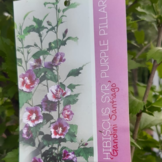 Zuil Hibiscus - Hibiscus Purple Pillar